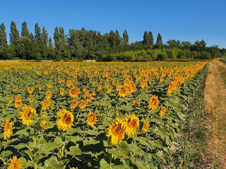 L'Ardeche En Provence Avec Jardin Ombrage Pont-Saint-Esprit Exterior foto